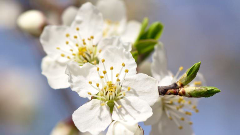 Dosis recomendada de Flores de Bach