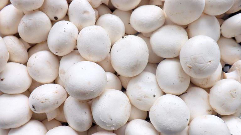 Hongos fuente de Vitaminas