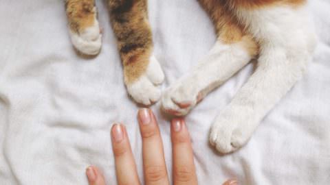 Rasguño de gato puede ser peligroso