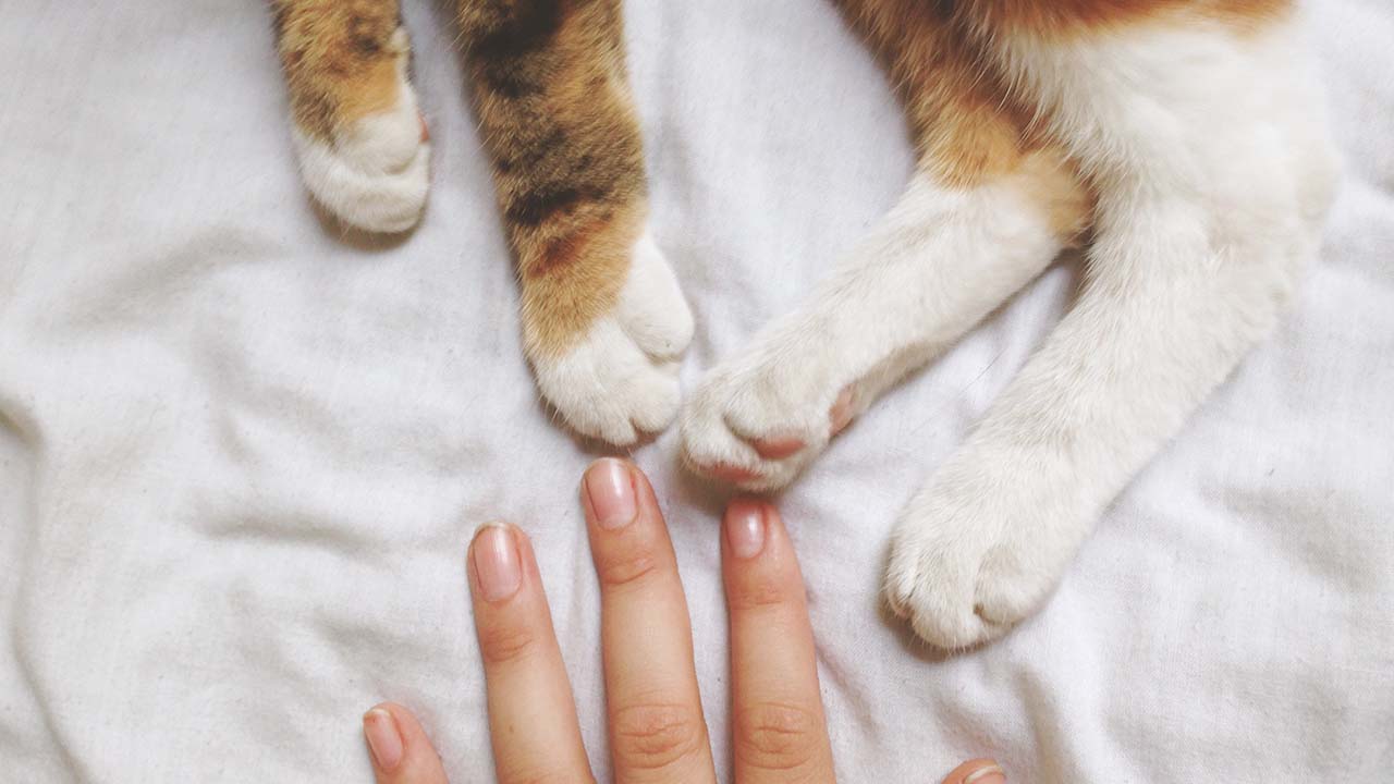 Rasguño de gato puede ser peligroso